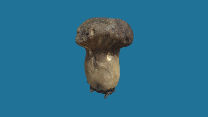 Mushroom 3D Model