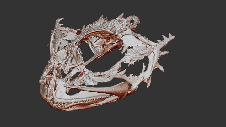 A379 Chitonotus pugetensis 3D Model