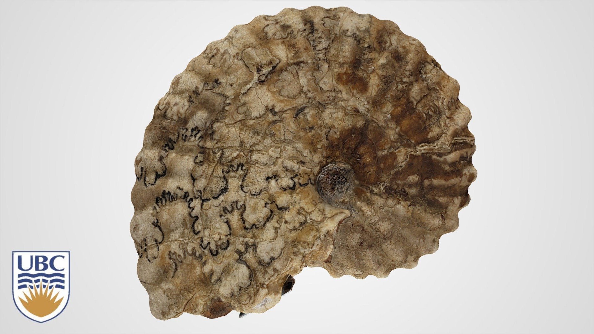 Fernie Formation Fossil