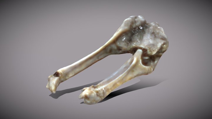 Long Skeleton Bone joint 3D Model