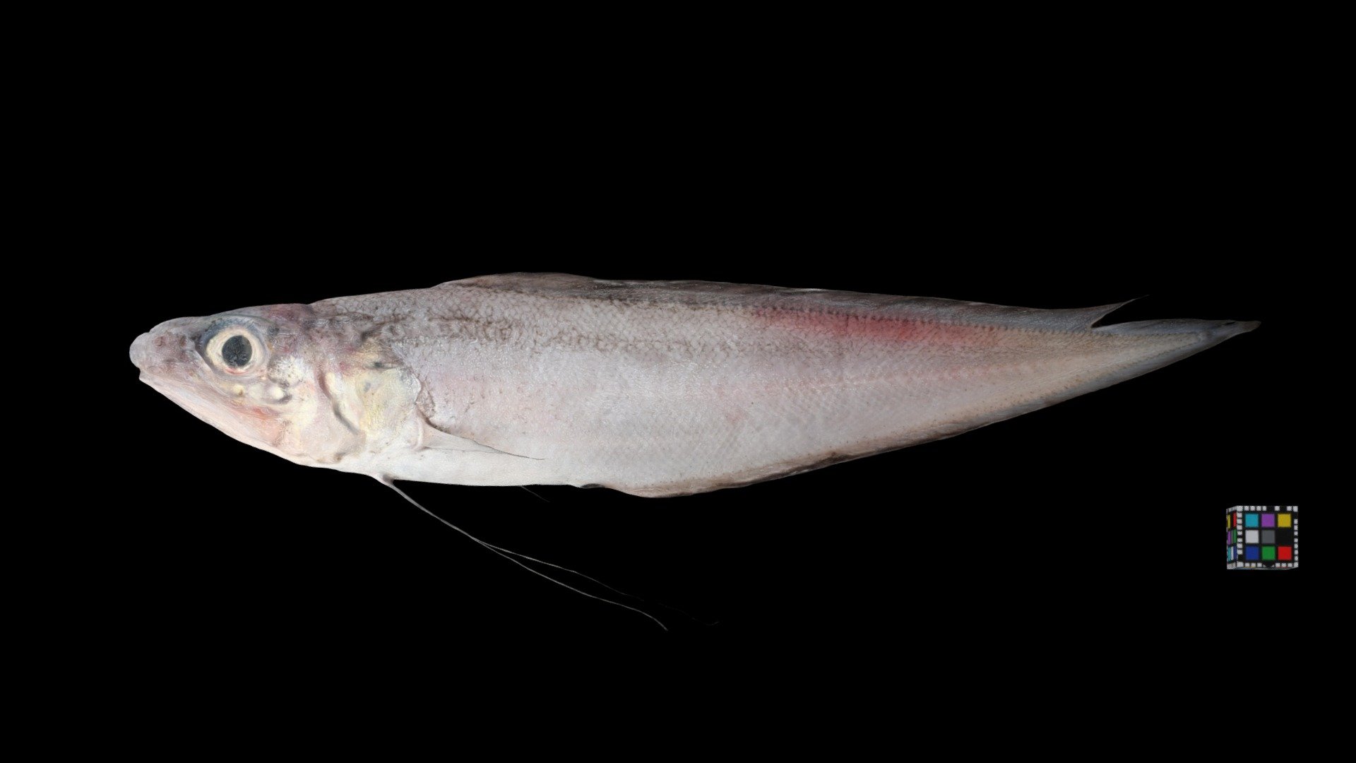 イトヒキイタチウオ 🐟 Filament Cusk, Homostolus acer — Sketchfab embed 3D viewer