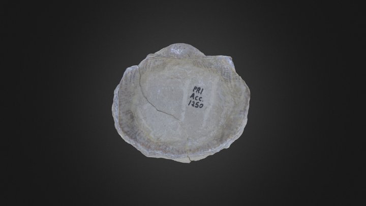 Brachiopod: Juresania symetrica (PRI 76905) – Modello 3D gratuito STL