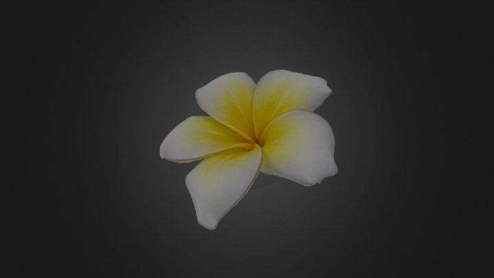 鸡蛋花 Plumeria rubra 3D Model