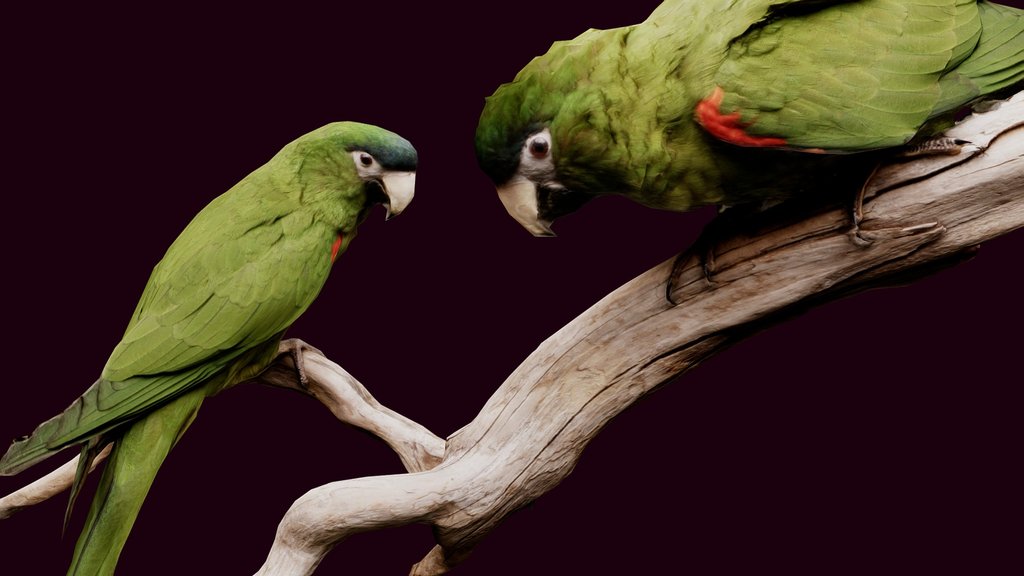 Parrots of the Caribbean