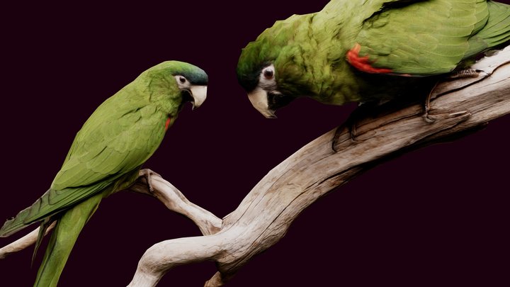 Parrots of the Caribbean 3D Model