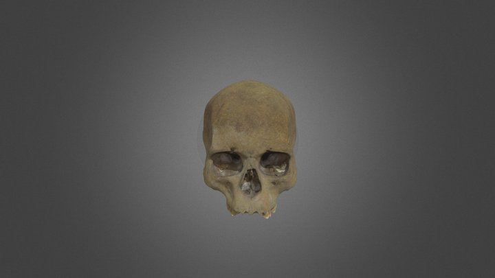 Cráneo Humano 3D Model