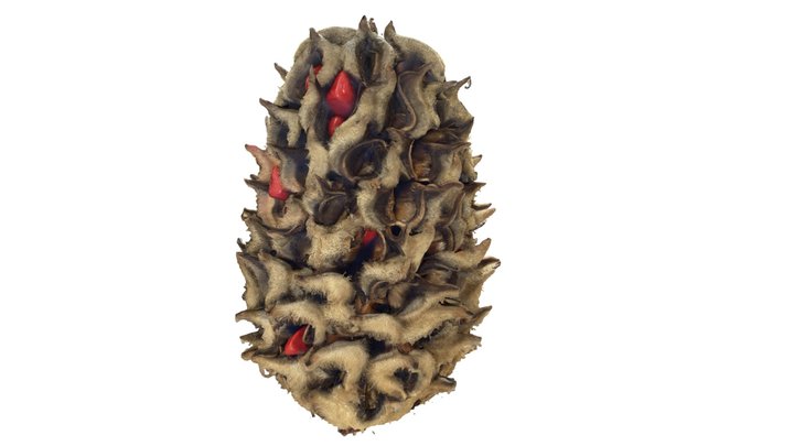 Southern Magnolia Fruit (Magnolia grandiflora) 3D Model