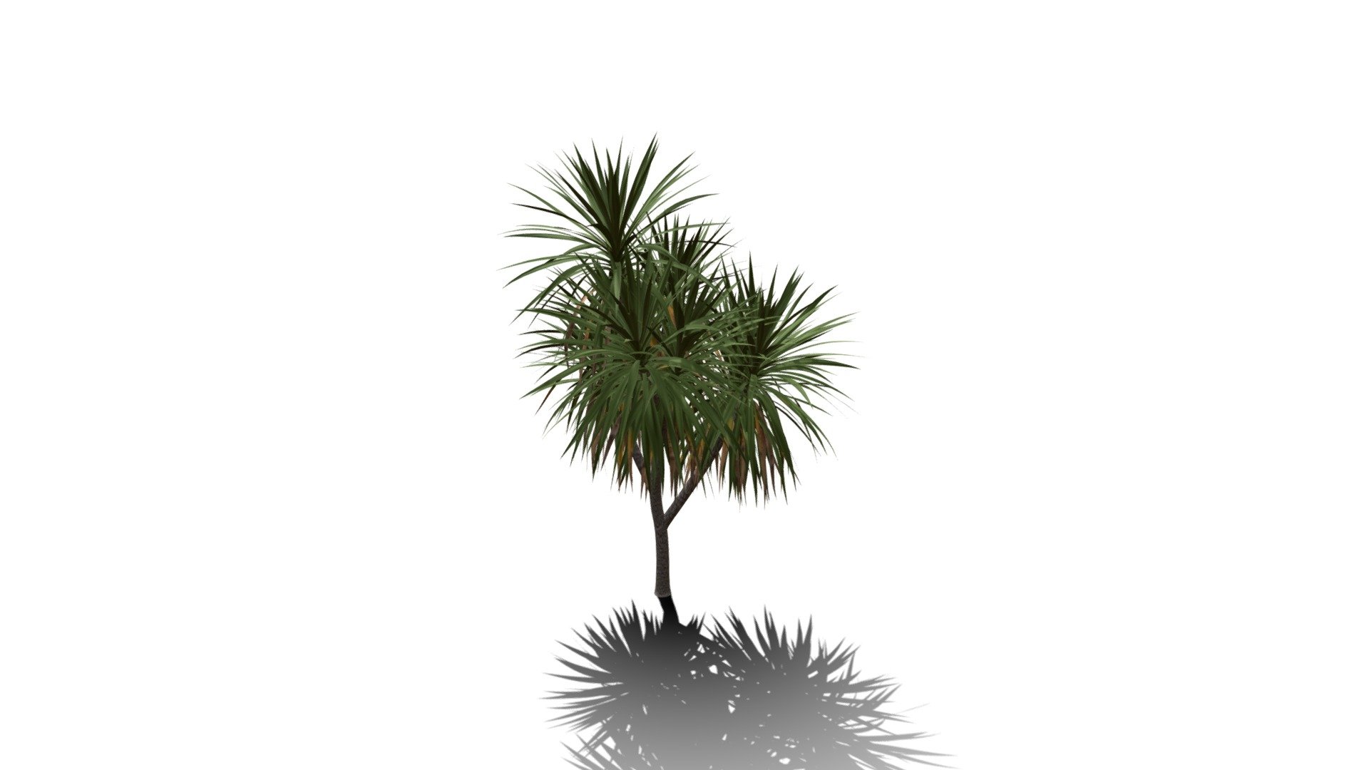 Realistic HD Cabbage tree (32/50) - Download Free 3D model by ...