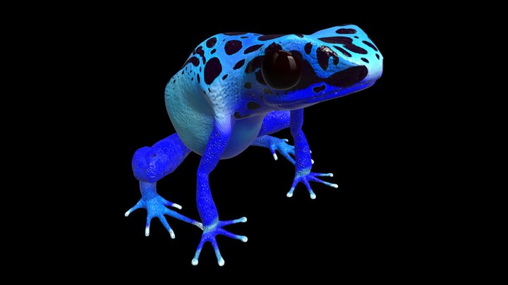 blue poison dart frog 3D Model