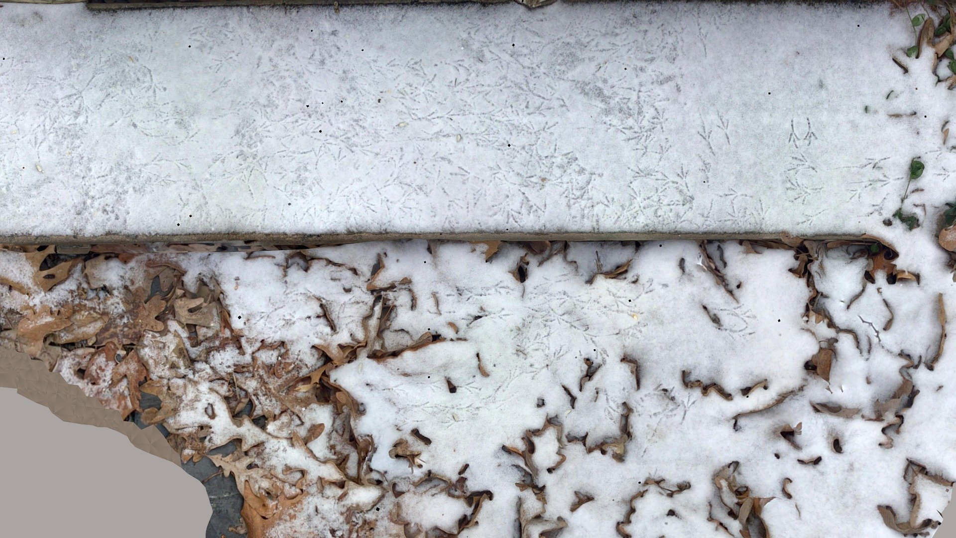 More Bird Footprints