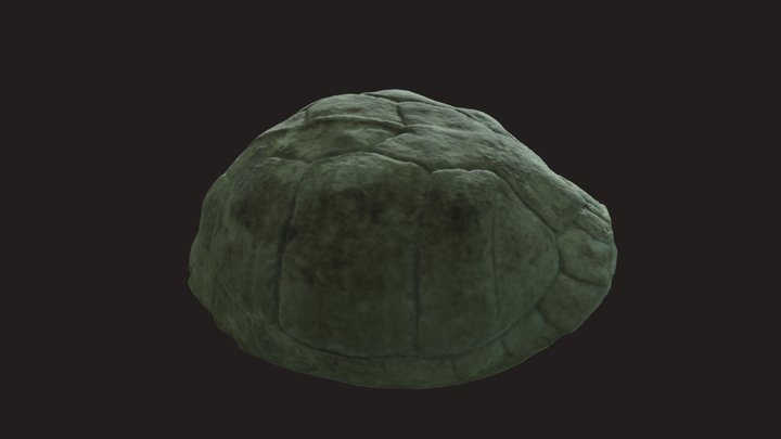 Turtle Plastron 3D Model