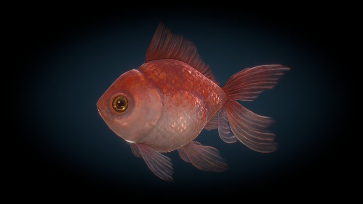 Goldfish 3D Model