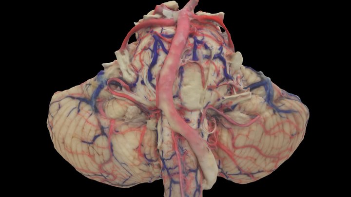 Brainstem with cerebellum 3D Model