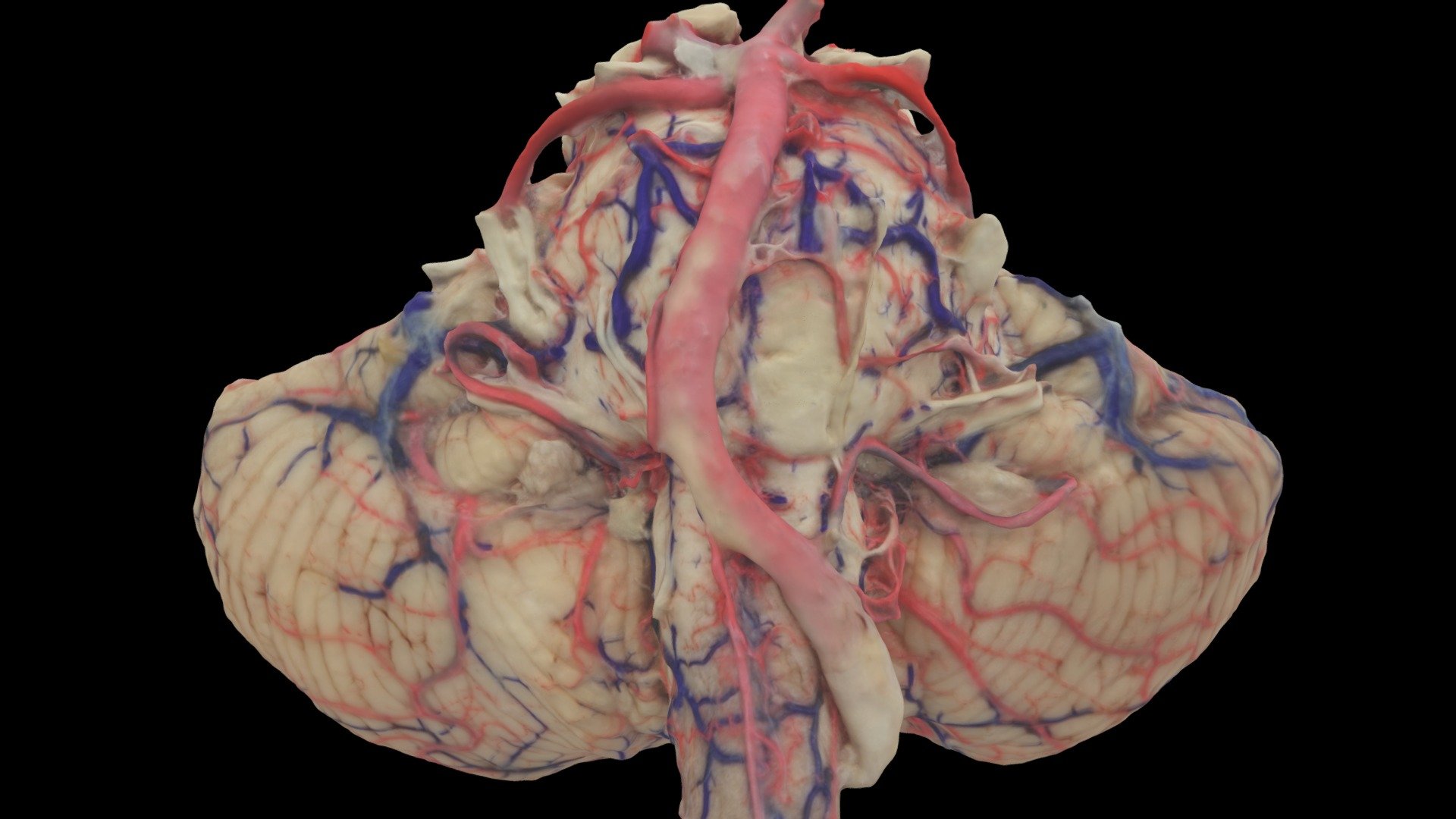 Brainstem with cerebellum