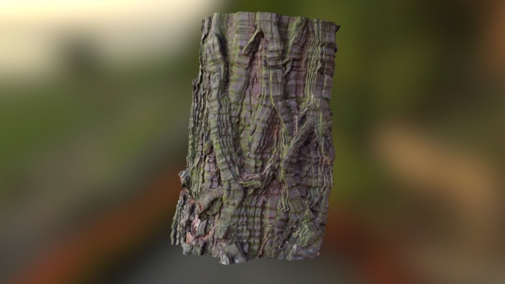 Tree bark - phone capture.