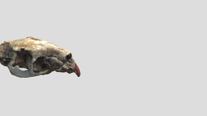 Cr√¢ne ragondin 3D Model