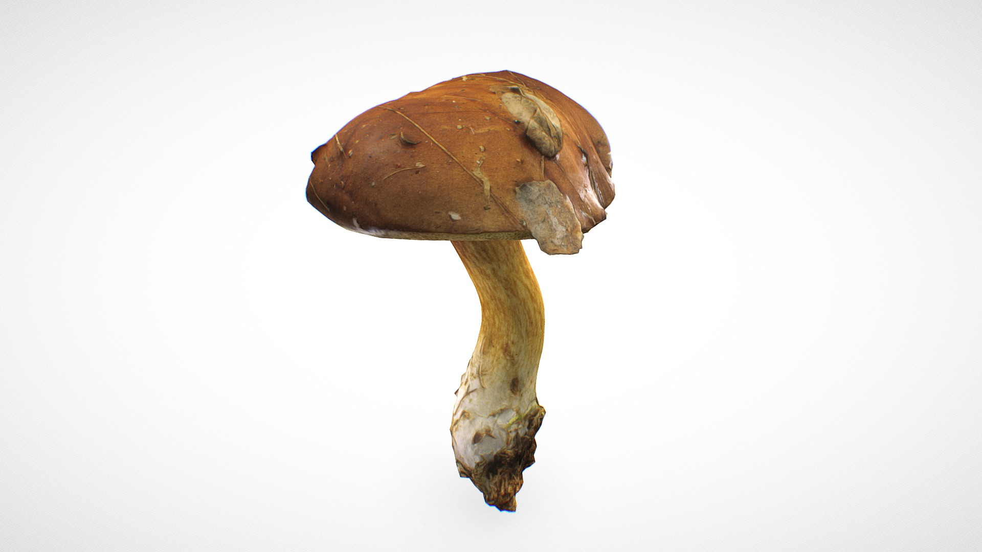 3D model Xerocomus mushroom 12 – retopo 8K PBR - This is a 3D model of the Xerocomus mushroom 12 - retopo 8K PBR. The 3D model is about a mushroom with a white background.