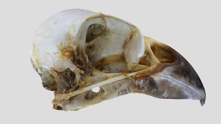 UWYMV:Bird:1221, P. enucleator montana, Skull – Kostenloses 3D-Modell STL