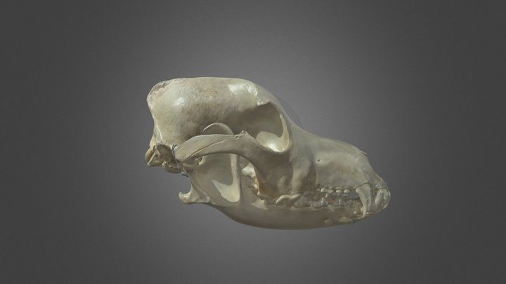 Domestic dog skull 3D Model