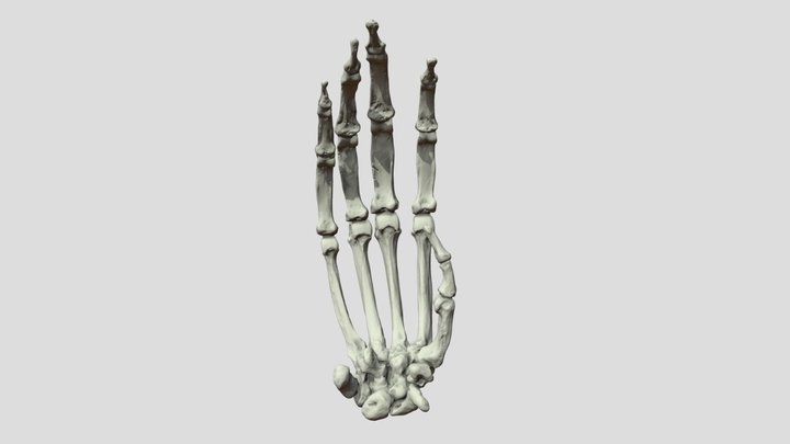 Pan troglodytes Hand Right bones 3D Model