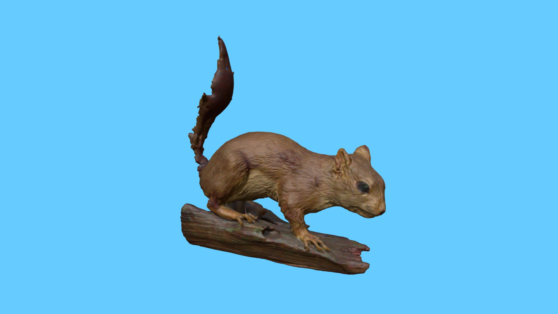3D model American Red Squirrel – WIP - This is a 3D model of the American Red Squirrel - WIP. The 3D model is about a squirrel on a branch.