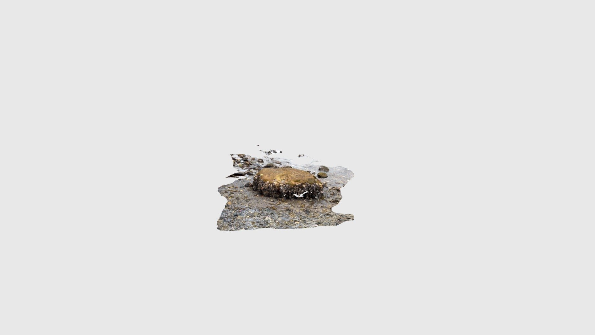 Rock With Shells