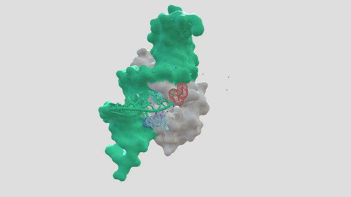 Structure of CDX2 Transcription Factor in Humans 3D Model
