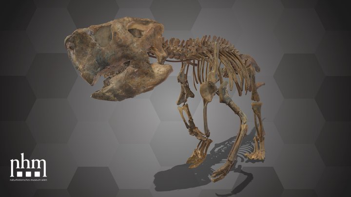Psittacosaurus mongoliensis(NHMW-GEO1998/0064/1) – Modello 3D gratuito STL