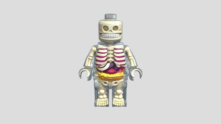 Clear Anatomy Skeleton 3D Model