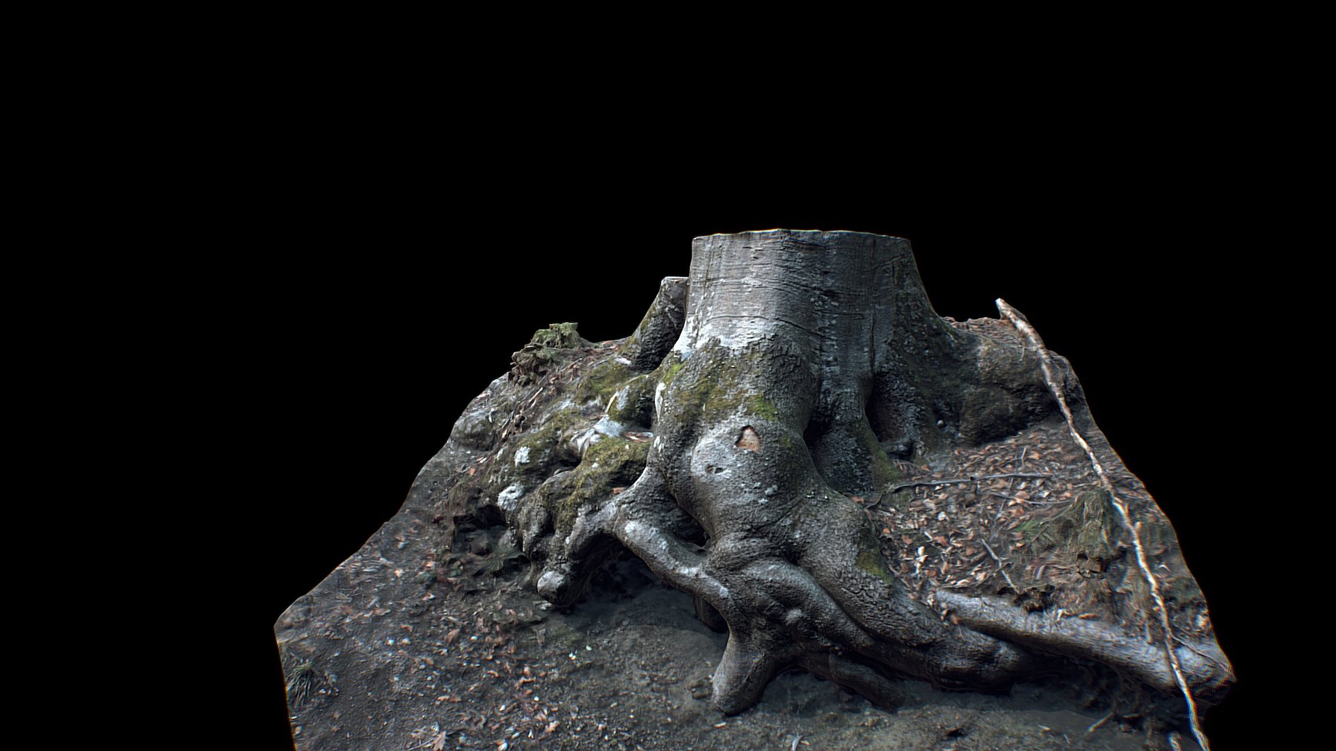 Scanned Tree Trunk