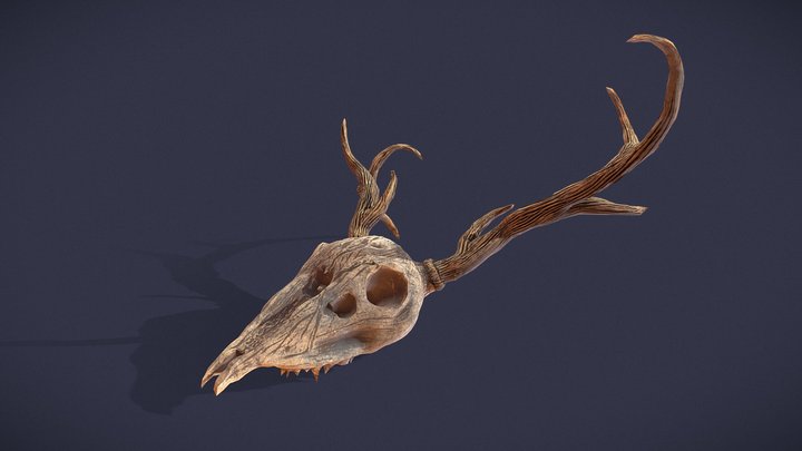 Stag Skull 3D Model