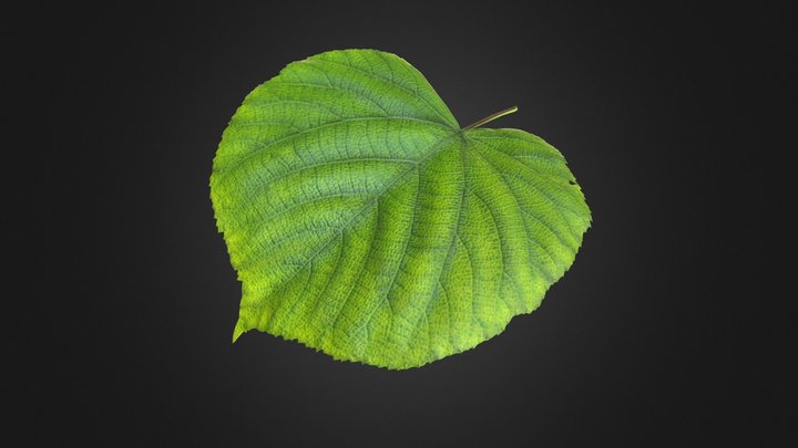 Leaf test 3D Model