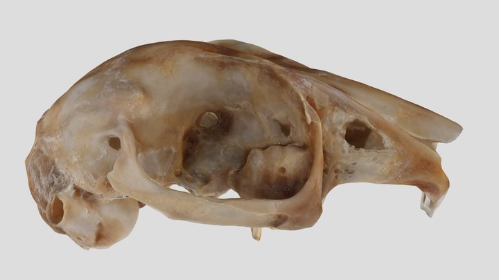UWYMV:Mamm:3016, Lepus americanus, Crania – Free 3D Model STL