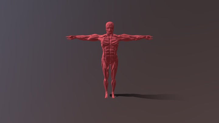 Muscle 3D Model