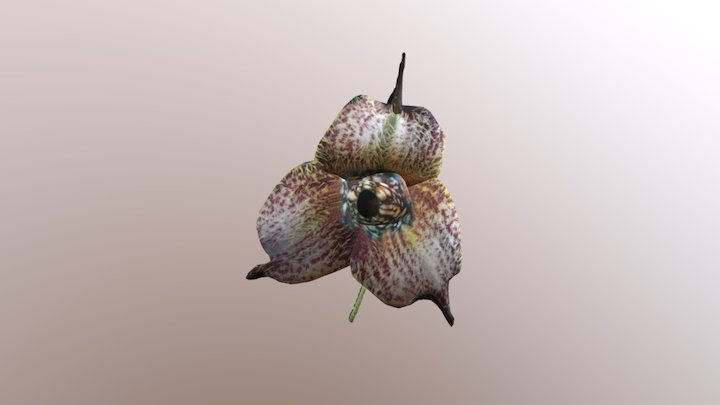Orchid Collage 3D Model