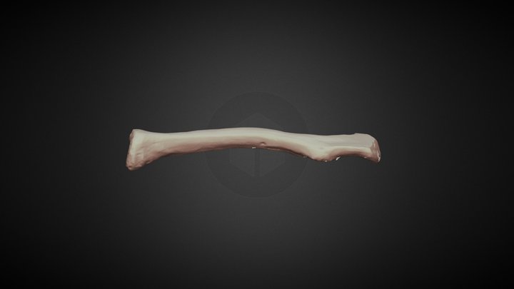 Clavicle 3D Model