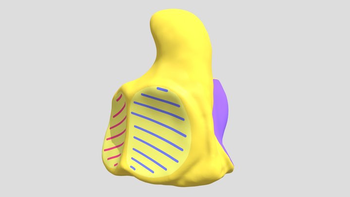 Hamate 3D Model