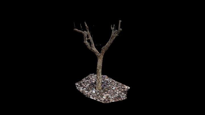 Punica Granatum (raw photogrammetry scan) 3D Model