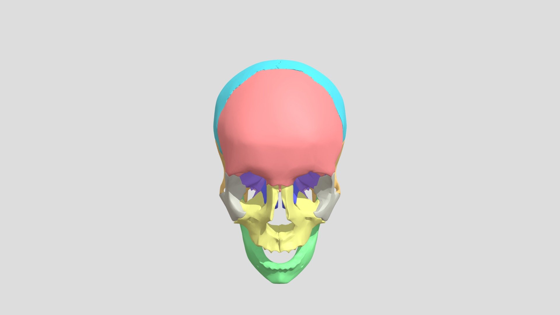 Skull