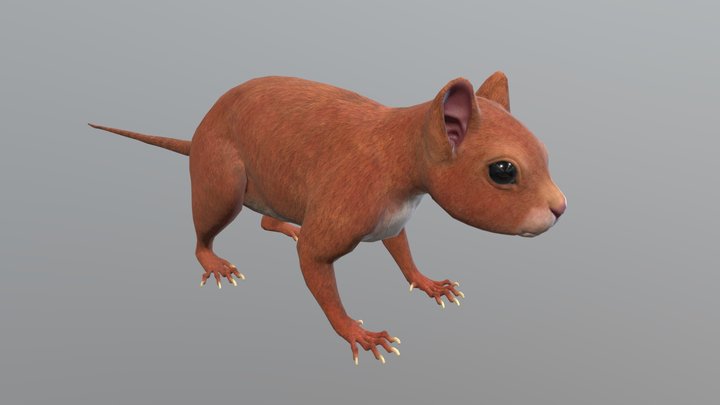 squirrel – Free 3D Model STL