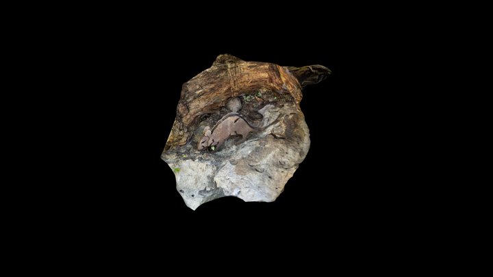 Rata 3D Model