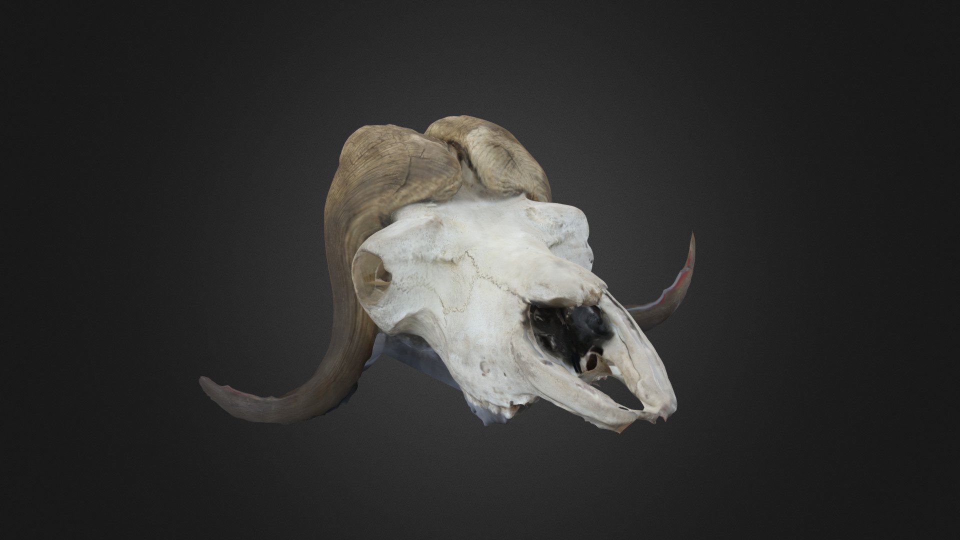 PRI Ox Skull