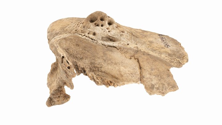 Cow-bone-final 3D Model