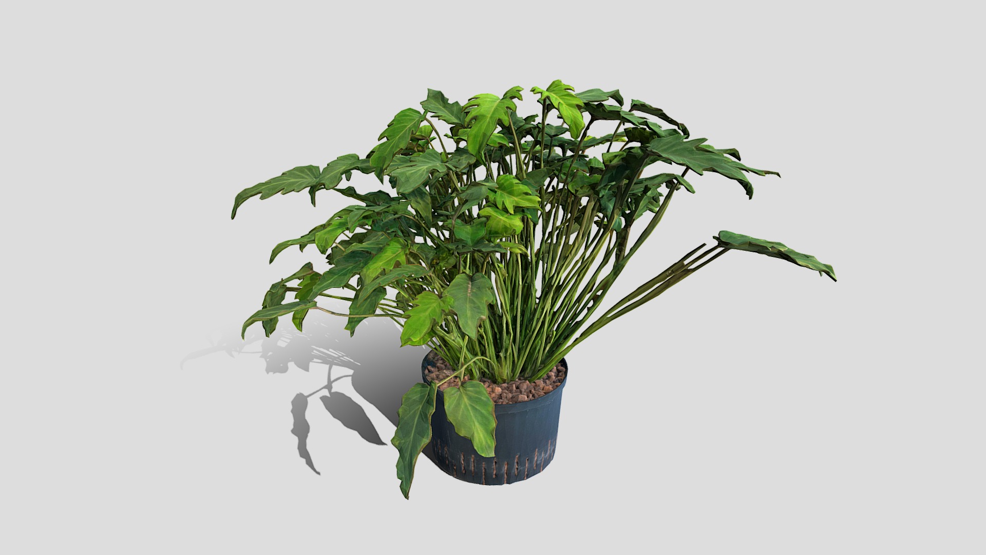 3D model 000023_Philodendron - This is a 3D model of the 000023_Philodendron. The 3D model is about a potted plant with green leaves.
