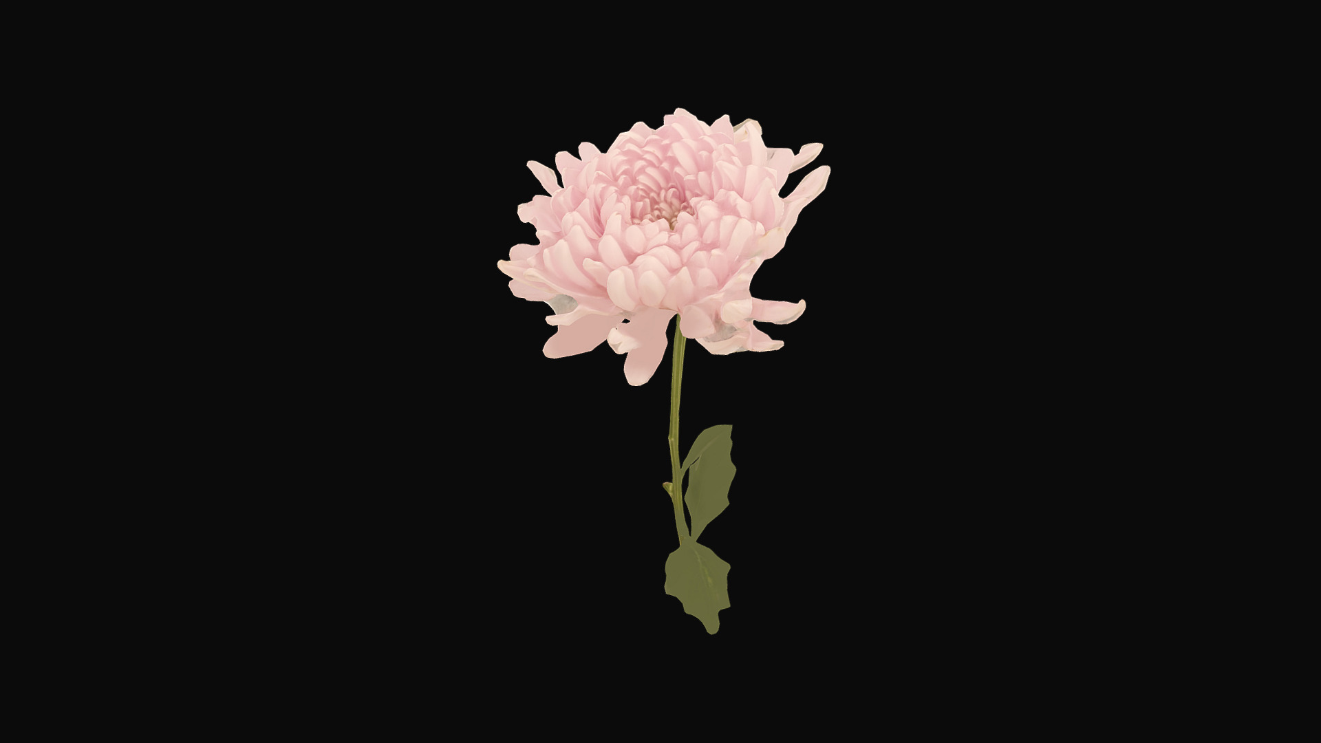 3D model Fw29 – Light Pink Flower - This is a 3D model of the Fw29 - Light Pink Flower. The 3D model is about a pink flower with green leaves.