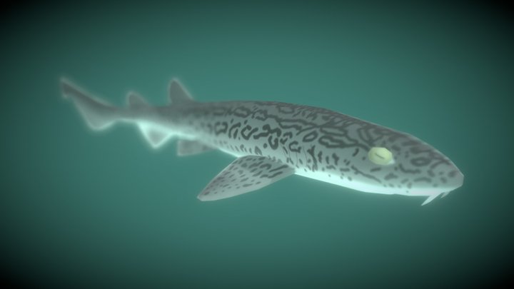 leopard catshark 3D Model