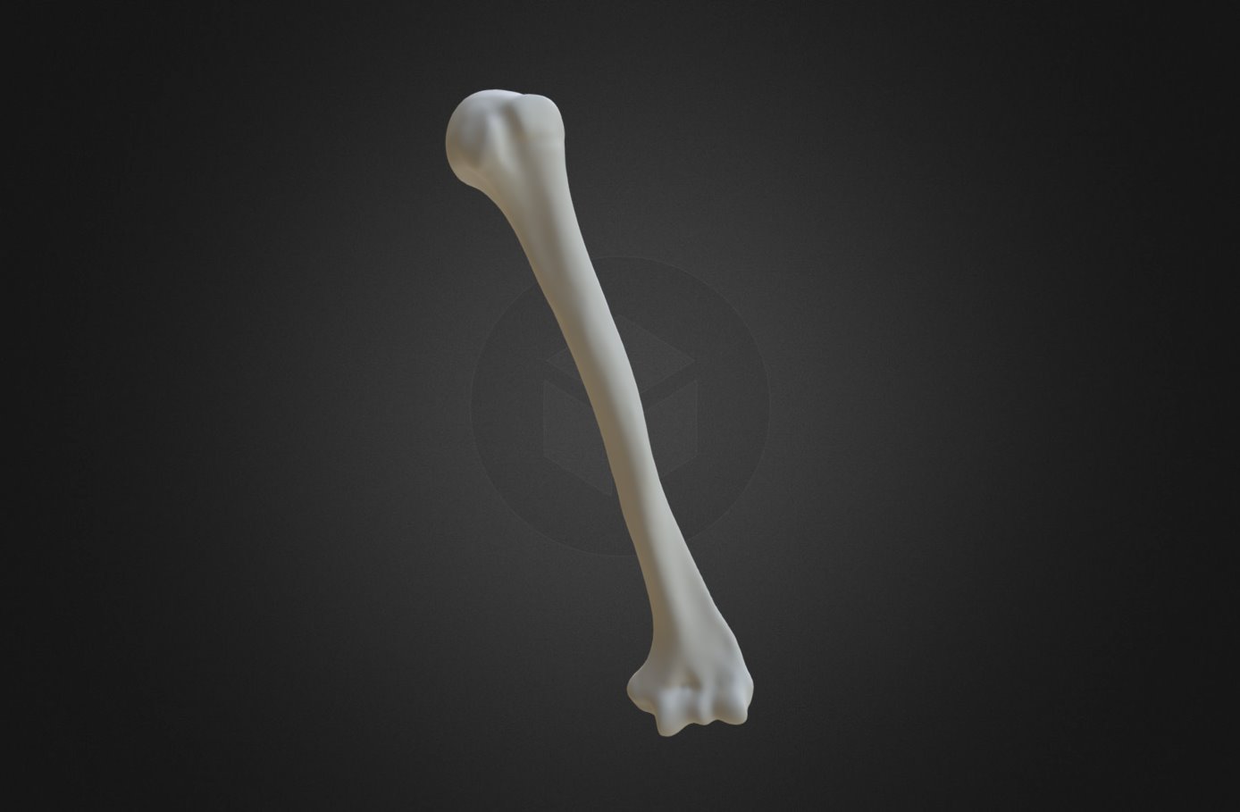 Humerus - 3D model by Anatomy Next (@a4s) [f293998] - Sketchfab