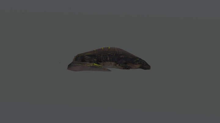 Strange large amphibian jwr