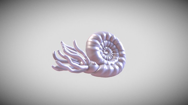 nautilus snail 3D Model
