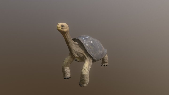 Tortuga Galapagos 3D Model